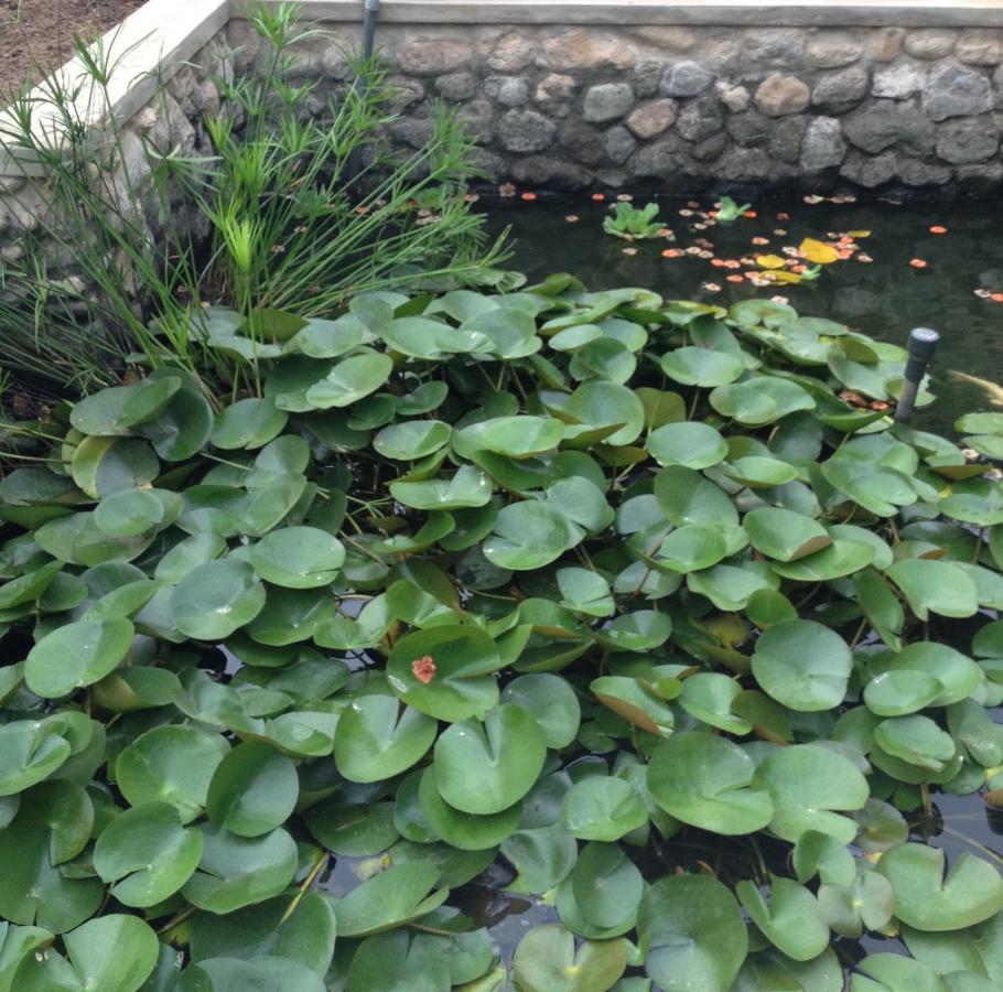 Garden Roomz Oman Маскат Экстерьер фото