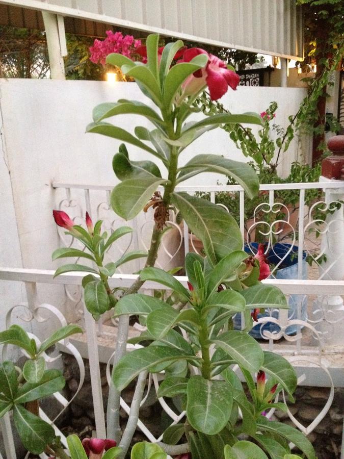 Garden Roomz Oman Маскат Экстерьер фото